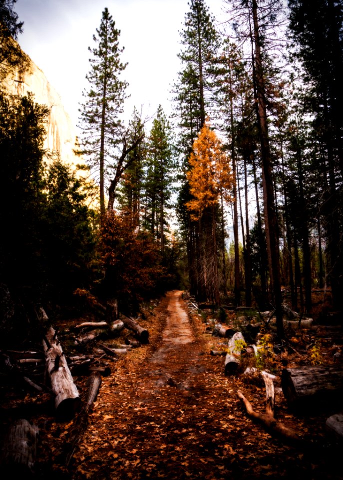 Pathway Surrounded By Logs