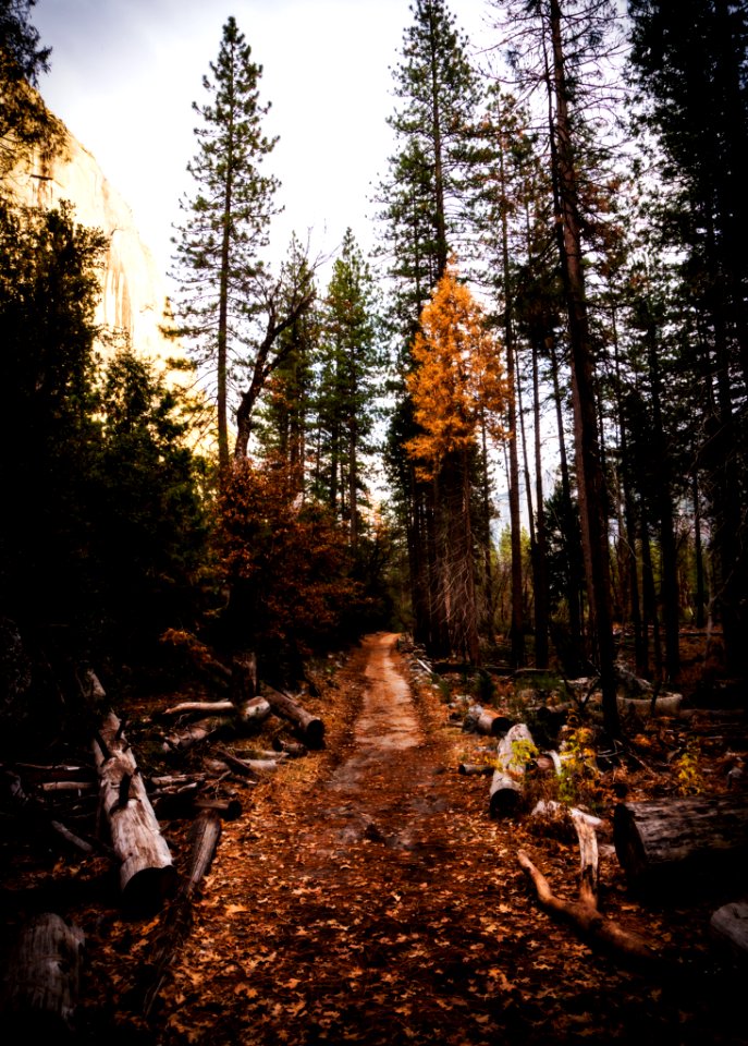 Pathway Surrounded By Logs photo