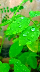 Green Leaf Plant With Water Droplets During Daytime photo