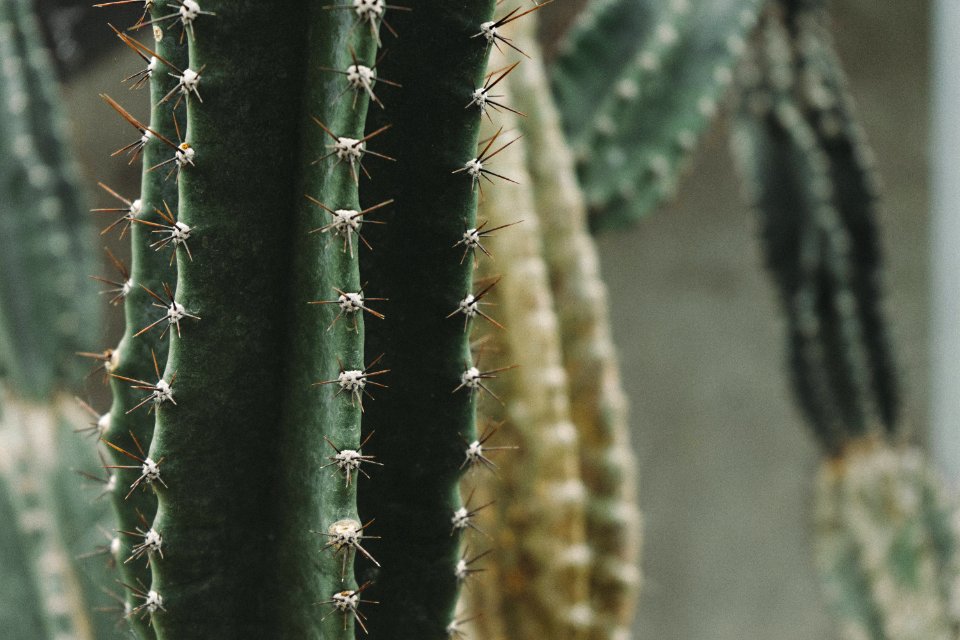 Macro Shot Of Cactus