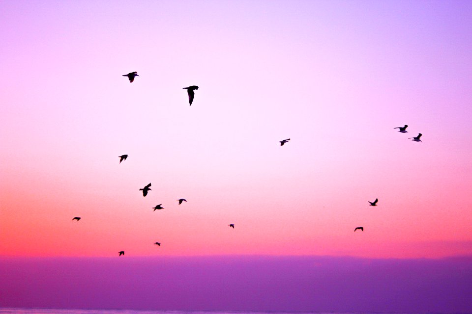 Birds Flying At Sunset