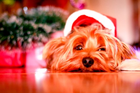 Christmas Yorkshire Dog