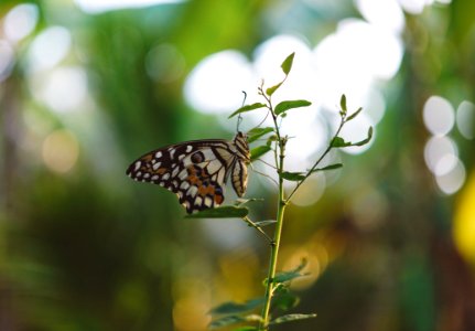 Brown Black White Butterfly On A Green Leaf Plant Close Up Photography