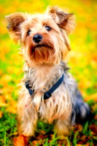 Cute Yorkshire Terrier Dog photo