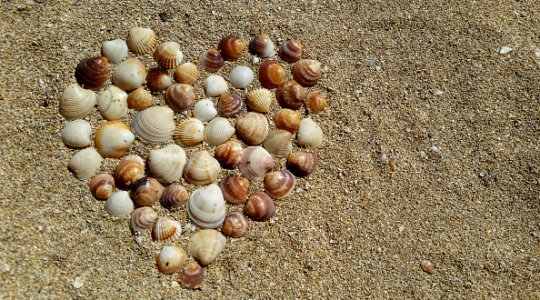 Heart Shape Sea Shells On Brown Beach Sand photo