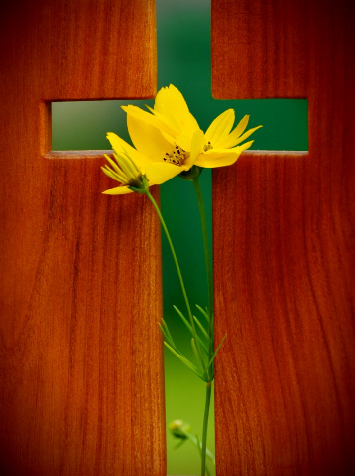 Yellow Cosmos Flower In Green Cross Wooden Decor