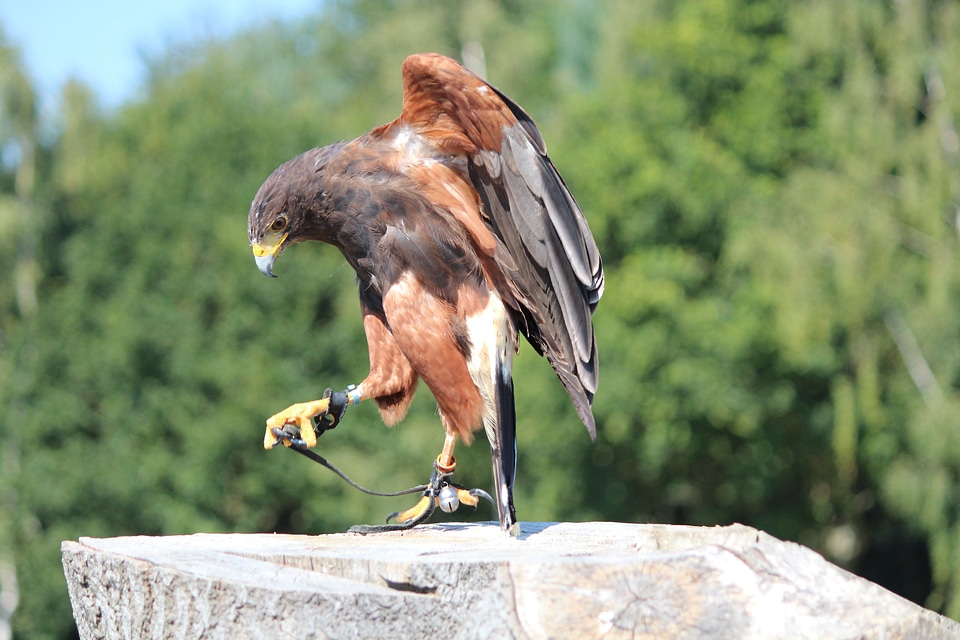Animal world bill harris hawk