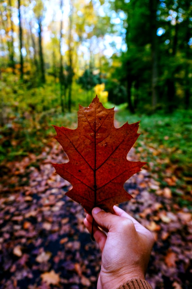 Autumn Leaf