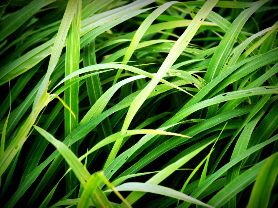 Green Tall Grass