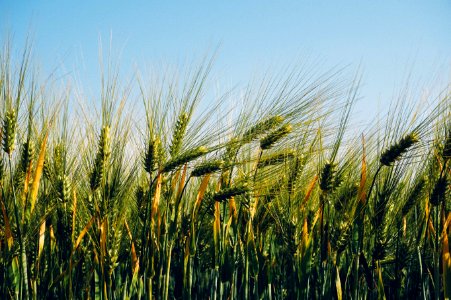 Field Of Barley
