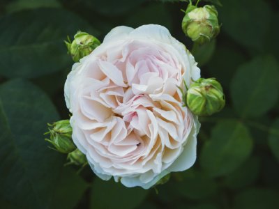 Flower In Bloom