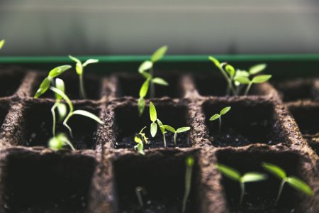 Green Plant Sprout photo