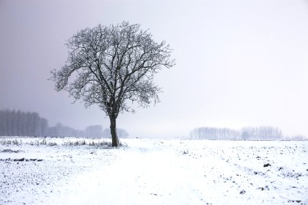 Lone Tree In Winter Landscape photo