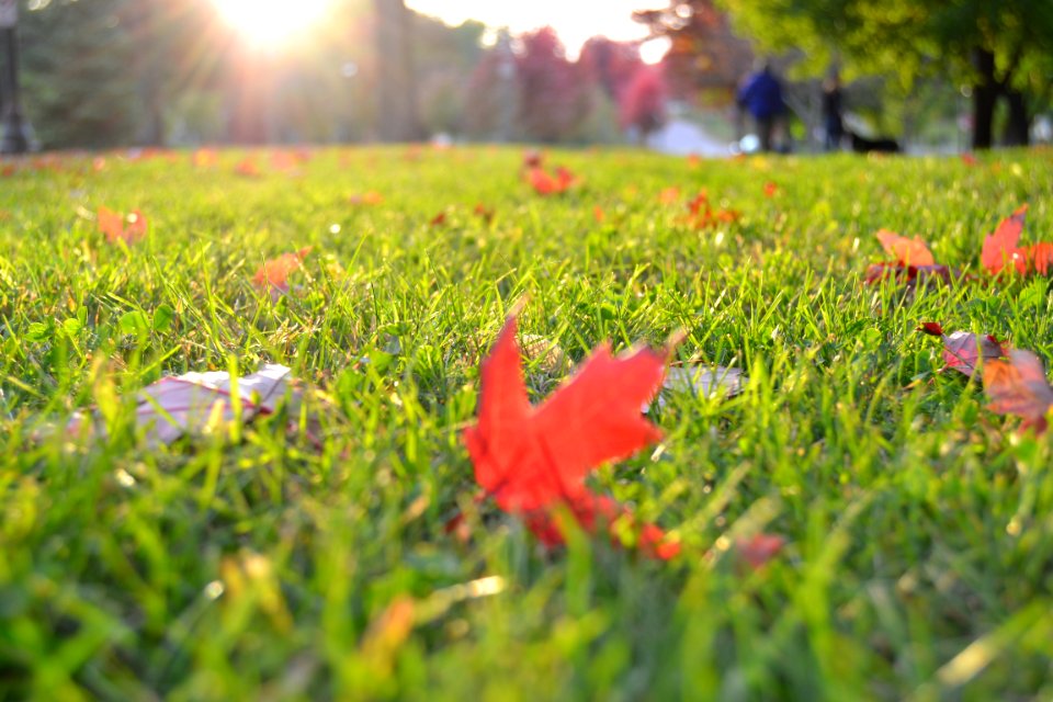 Autumn Leaves On Green Grass