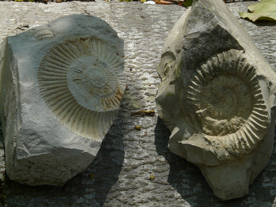 Ammonoidea cephalopods were