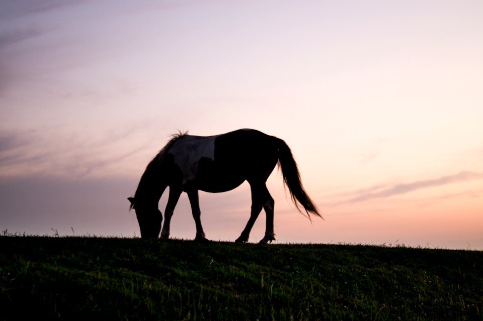Horse Grazing At Sunset