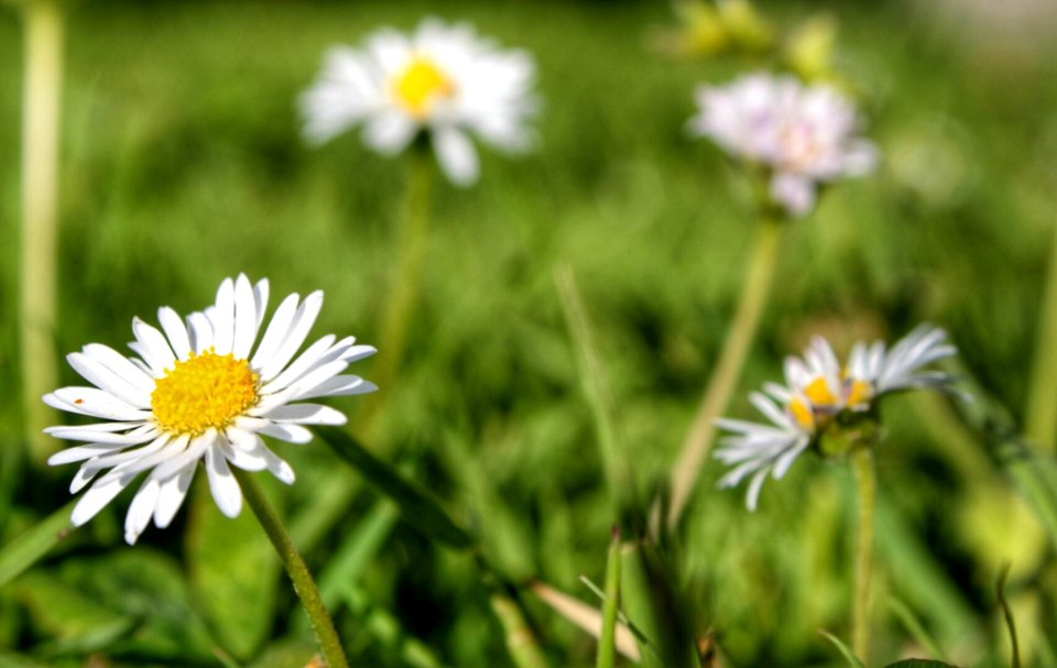 Flowers In The Field