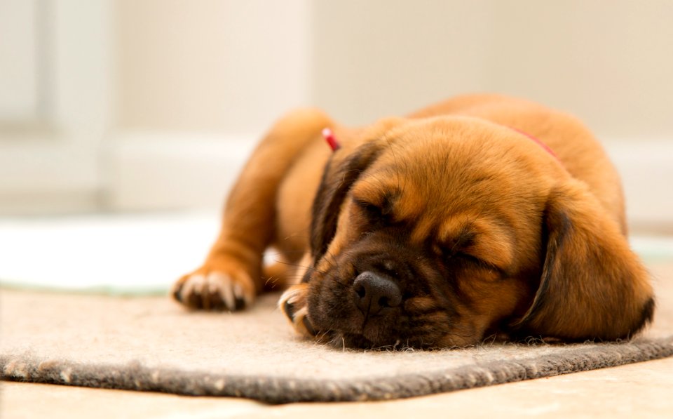 Cute Puppy Sleeping