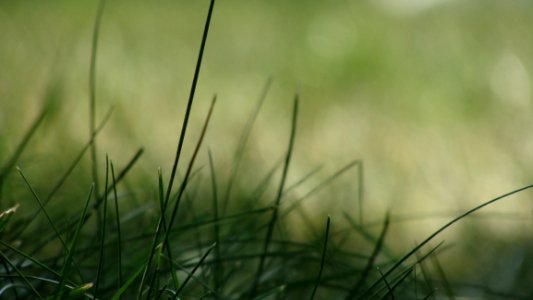 Grass Closeup