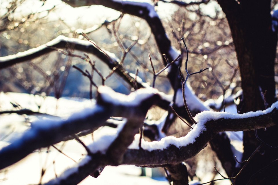 Wither Tree With Snow On Branch