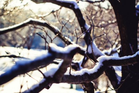 Wither Tree With Snow On Branch