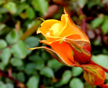 Orange Rose