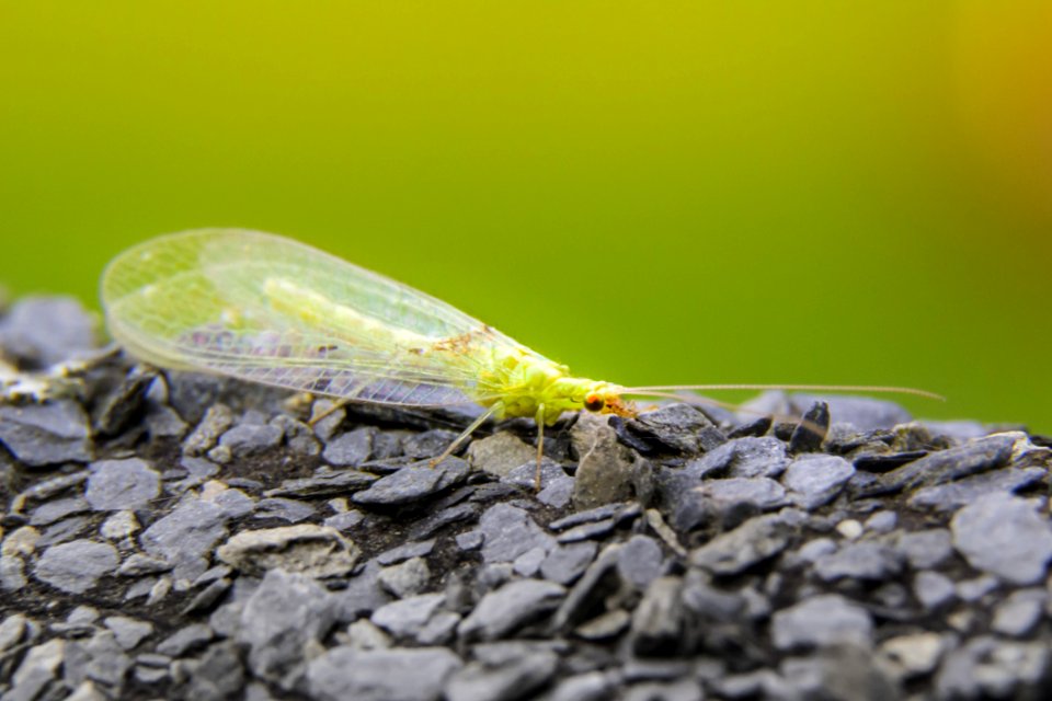 Green Small Insect On Rock