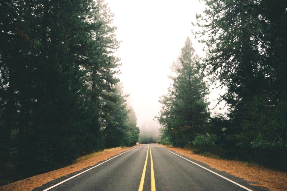 Road In The Forest
