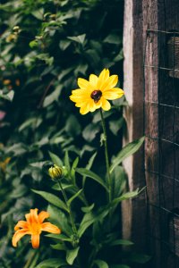 Yellow And Black Flower Infront Of Brown Wood Frame Fence