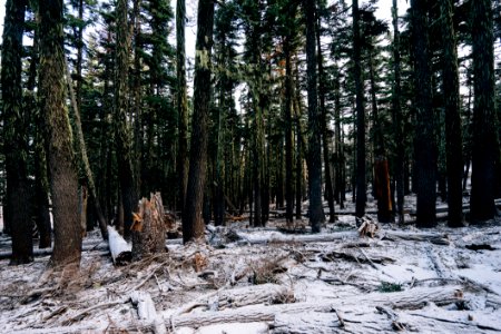 Deforestation