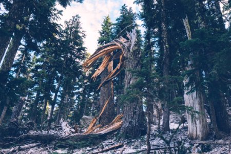 Fallen Tree photo