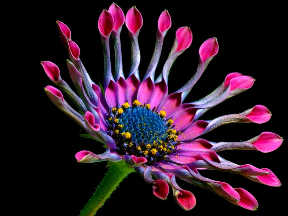 Macro Photography Of Pink And White Multi Petaled Flower