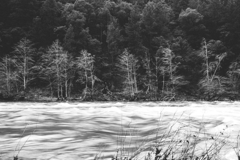 Forest In Black And White