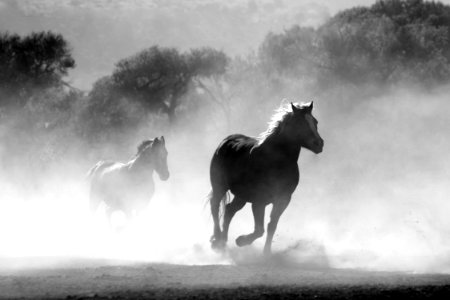 Brown And White Stallions Running In A Field photo