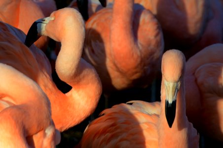 Group Of Pink Flamingo Birds photo