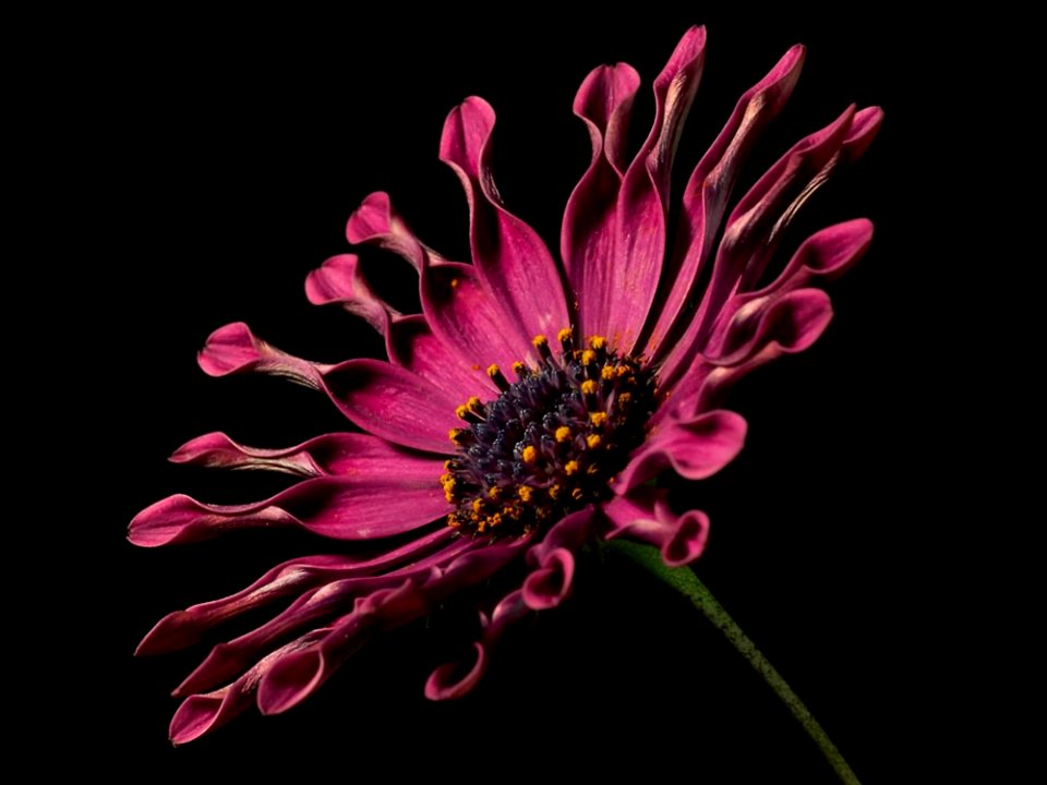 Spoon Daisy