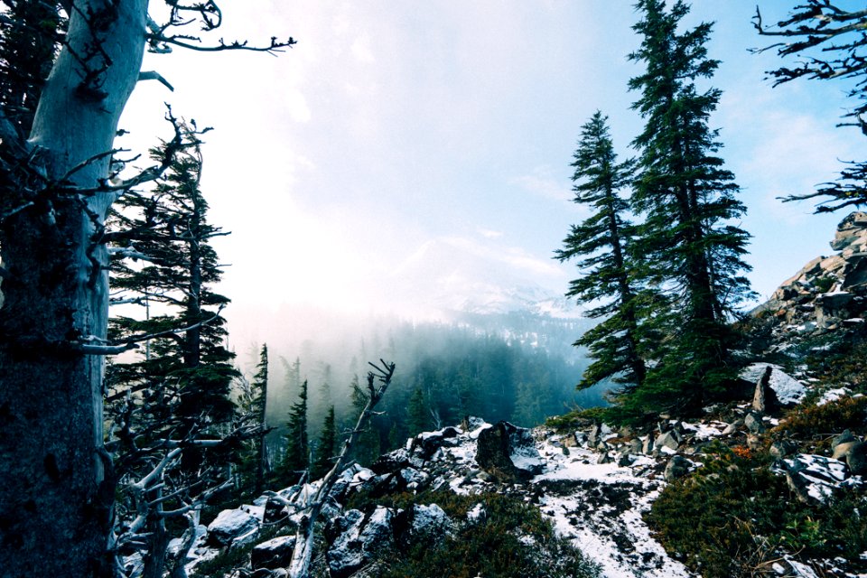 Forest Trees In The Mountains