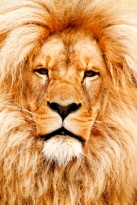 Portrait Of A Lion photo