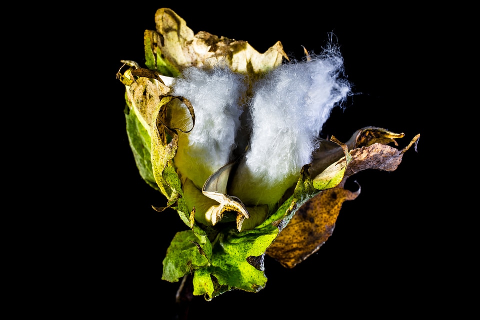 Cotton cotton shrub plant