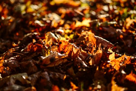 Dried Up Maple Leafs On Ground Selective Focus Photography photo