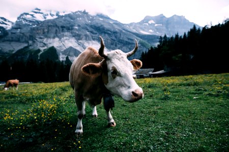 White And Brown Cow Near Mountain During Daytime photo
