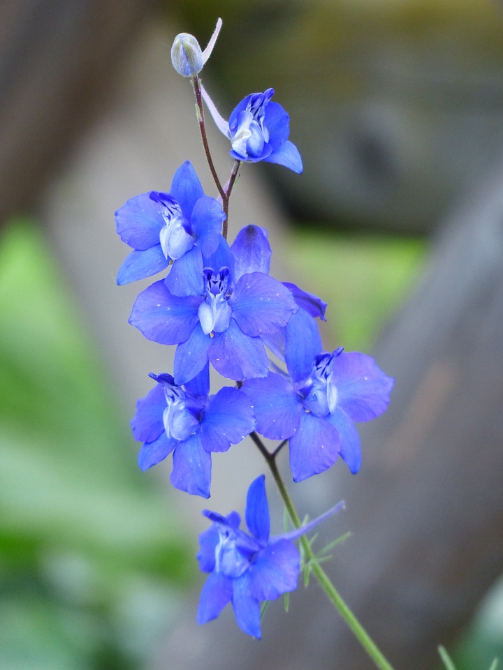 Blue garden feldrittersporn consolida ajacis
