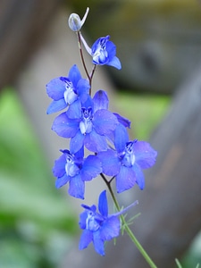 Blue garden feldrittersporn consolida ajacis
