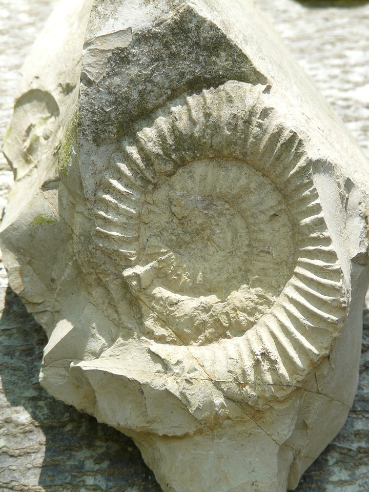 Ammonoidea cephalopods were