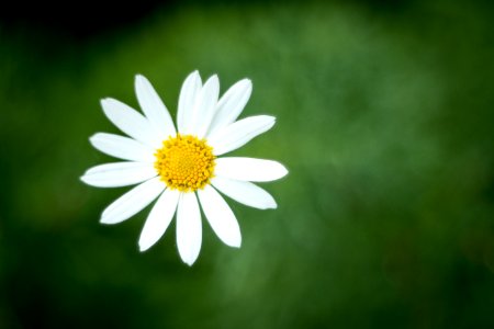 Single Blooming Daisy Flower