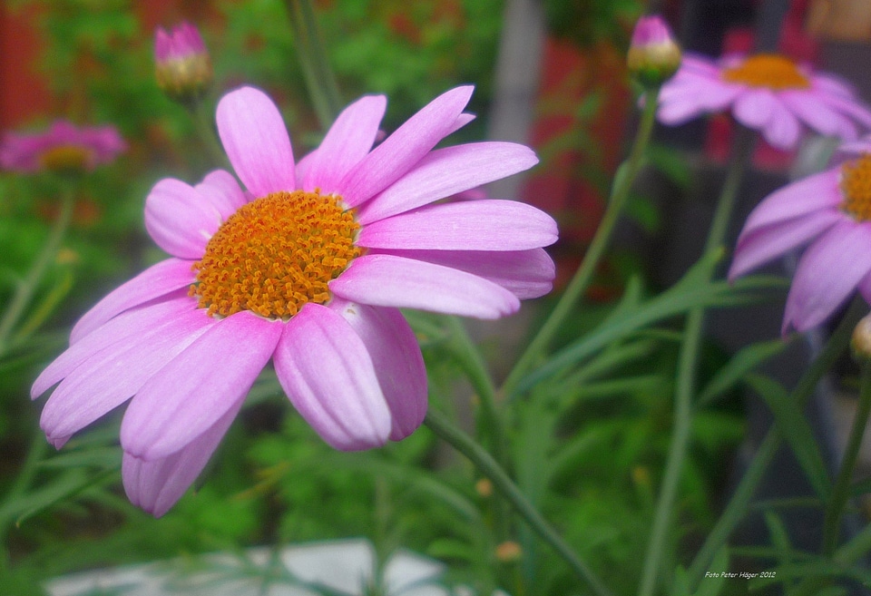 Blossom bloom petals
