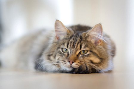 Gray Tabby Cat On Brown Floor photo