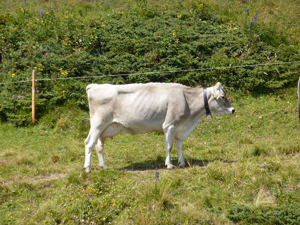 Horns pasture animals
