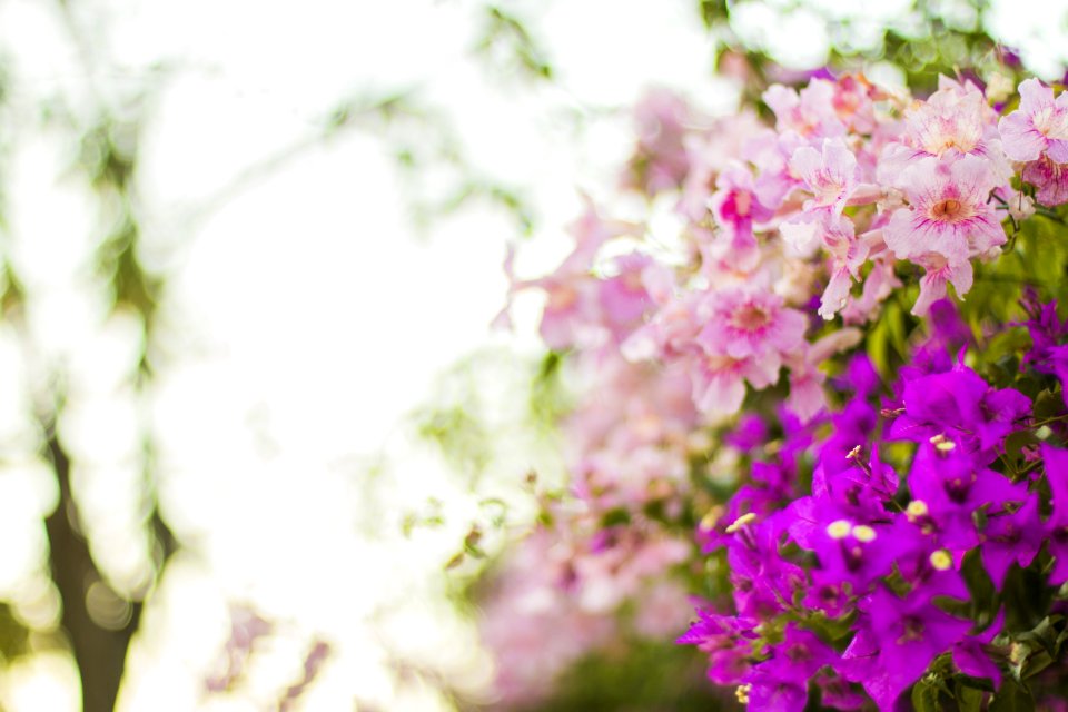 Purple And Pink Flowers In Selective Focus Photography