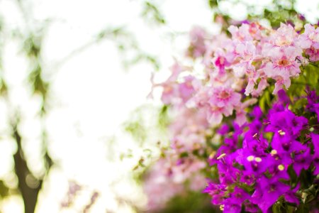 Purple And Pink Flowers In Selective Focus Photography photo